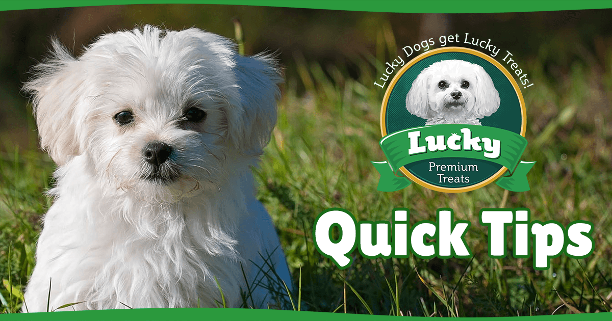 Lucky's Quick Training Tips #4