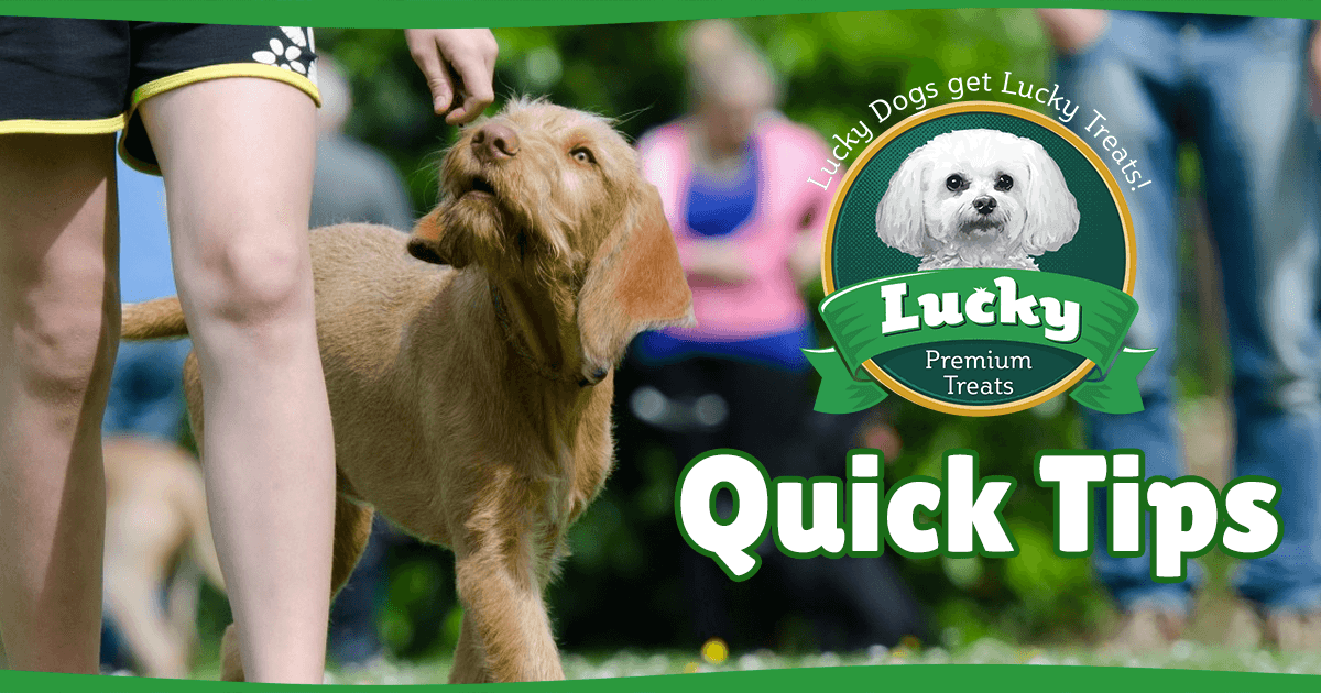 Lucky's Quick Tips #3
