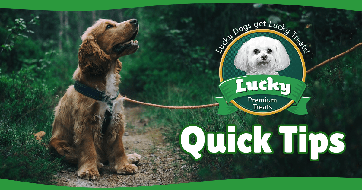 Lucky's Quick Tips #7