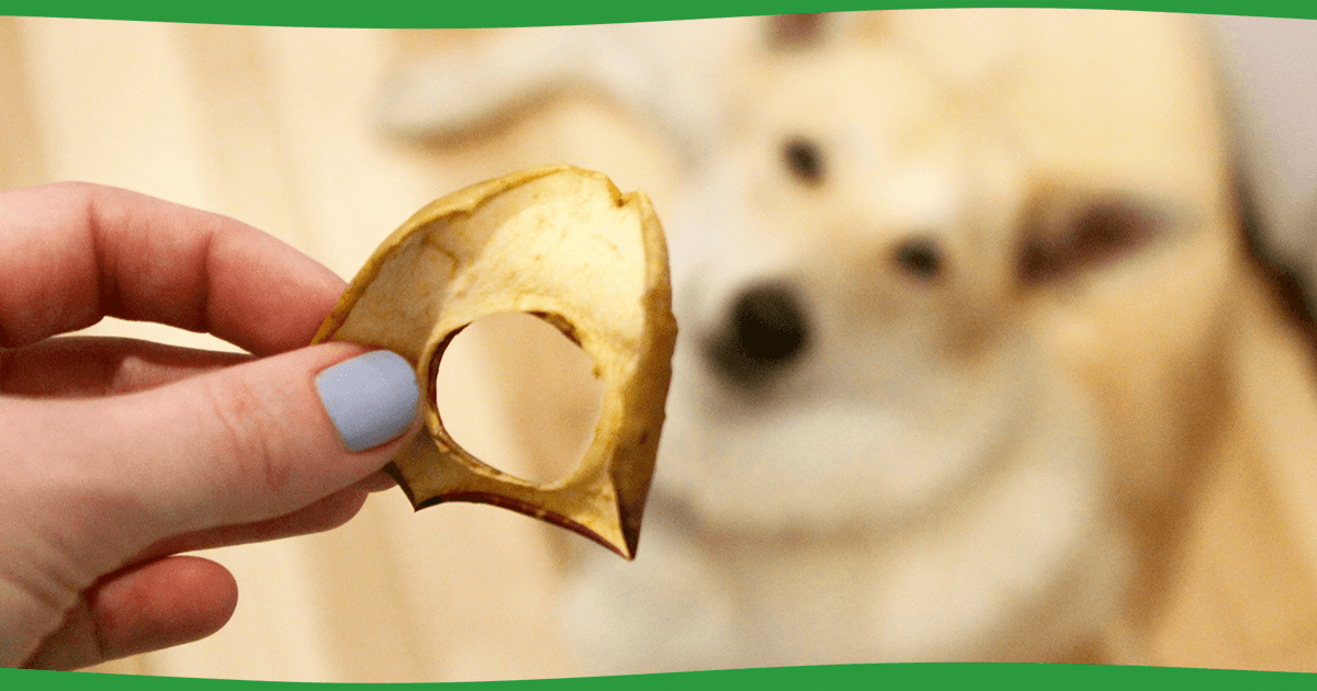 Why You Should Give Your Dogs More Apples