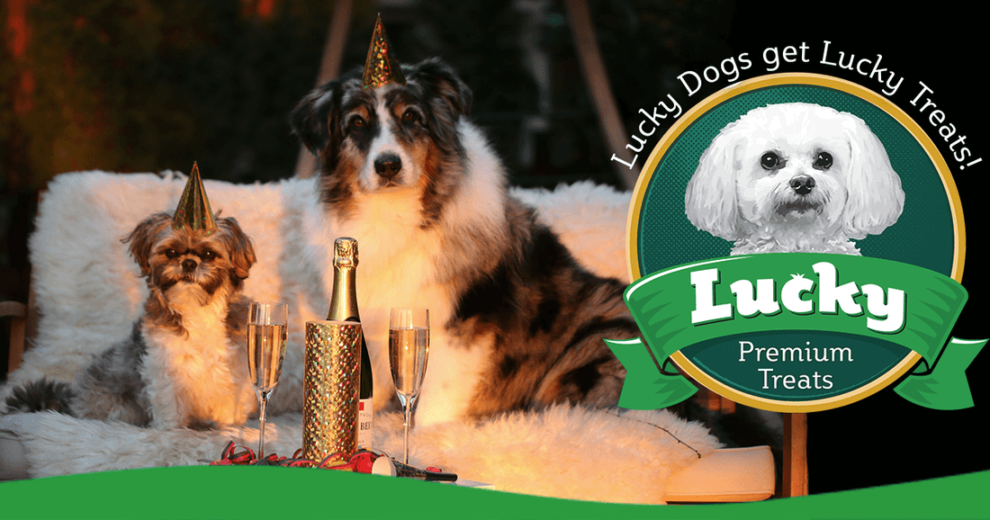 New Years Tips For Dog Owners - Lucky Premium Treats