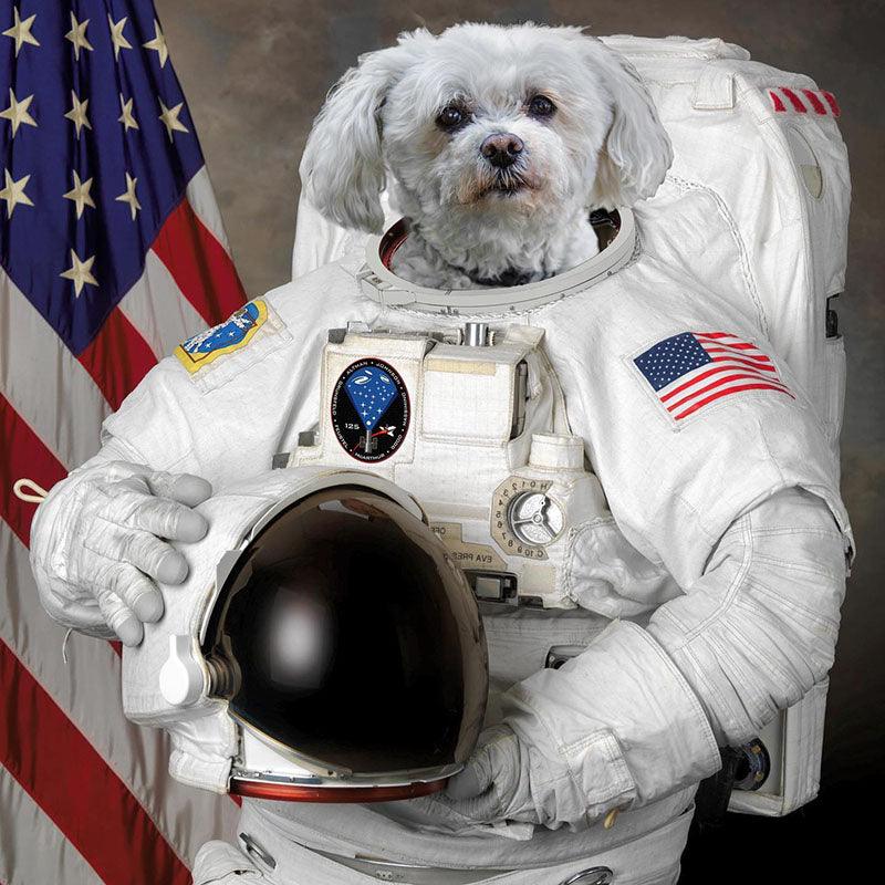 A dog face on an astronaut suit
