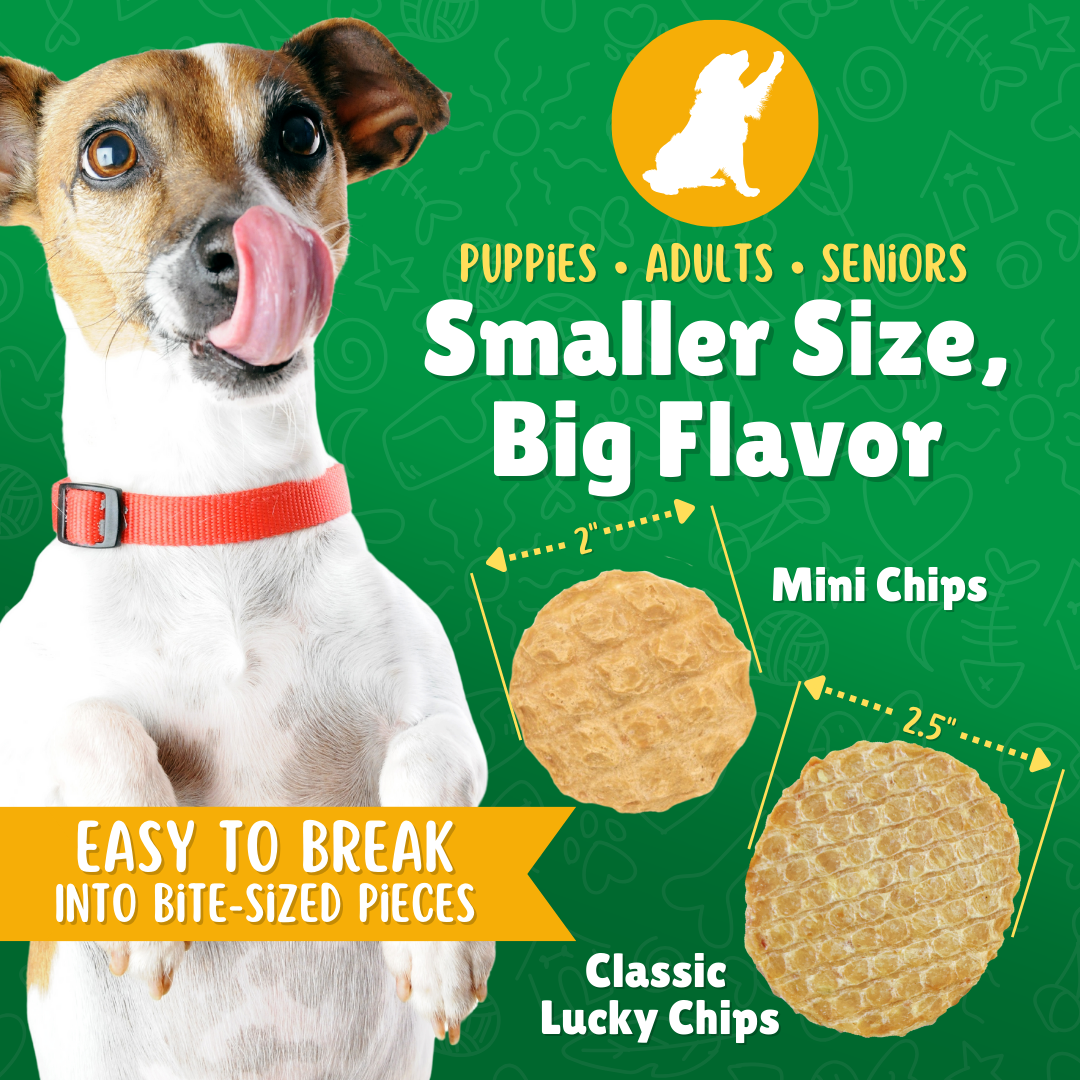 Small Dogs, Big Flavors: Treating Your Tiny Companion Right