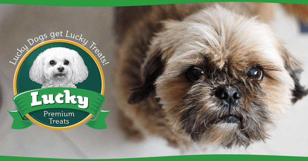 5 Foods You Should Never Feed Your Dog - Lucky Premium Treats
