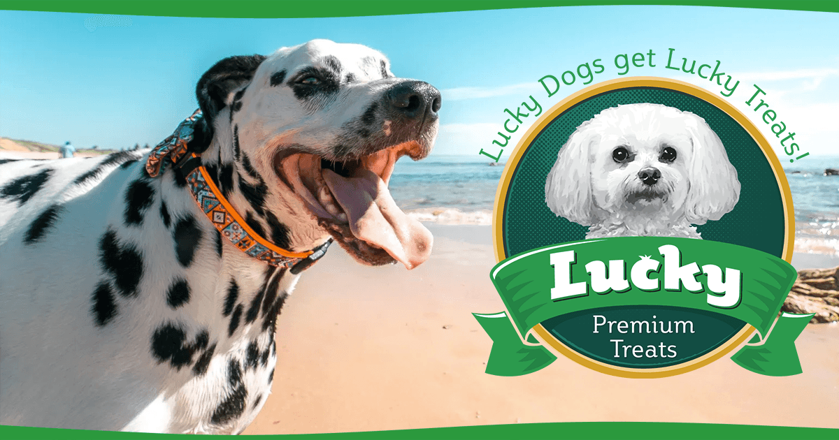 Keeping Your Dog Cool This Summer - Lucky Premium Treats