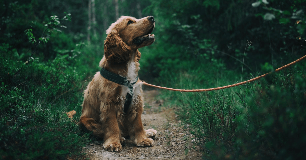 Lucky's Training Tips #2 - Lucky Premium Treats