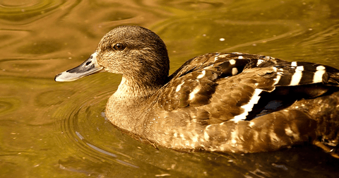 Why Duck Is Great For Dogs - Lucky Premium Treats