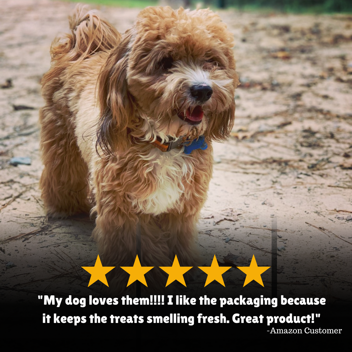 Why Your Dog Has Texture Preferences: Understanding Canine Taste and Touch