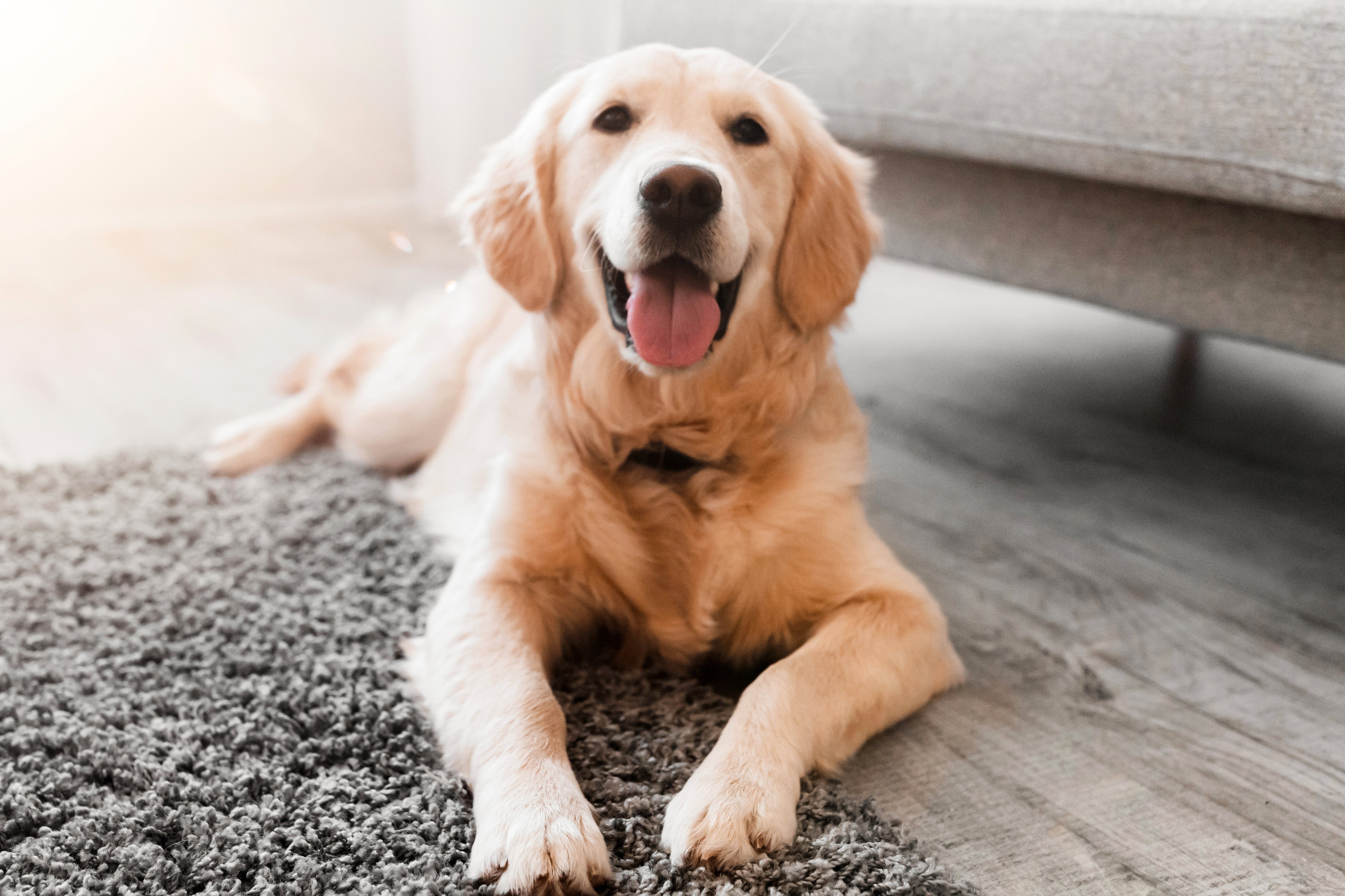 5 Signs Your Dog Actually Loves Their Treats