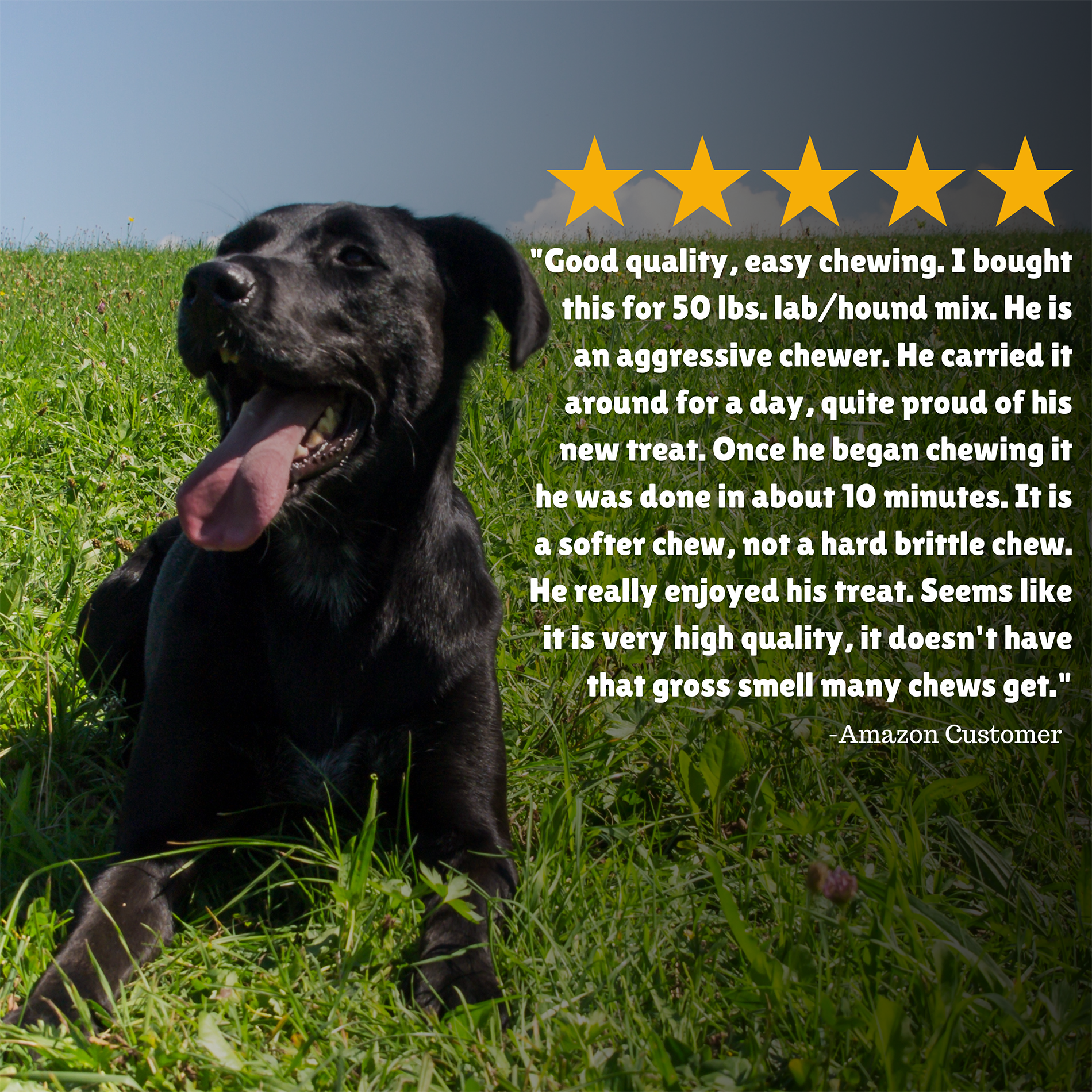 Seasonal Dog Treats: Matching Rewards to Weather and Activities