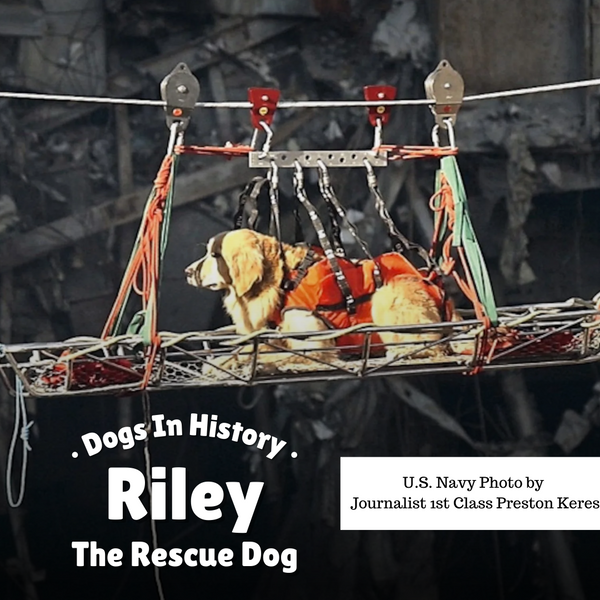 Dogs In History: Riley The Rescue Dog – Lucky Premium Treats