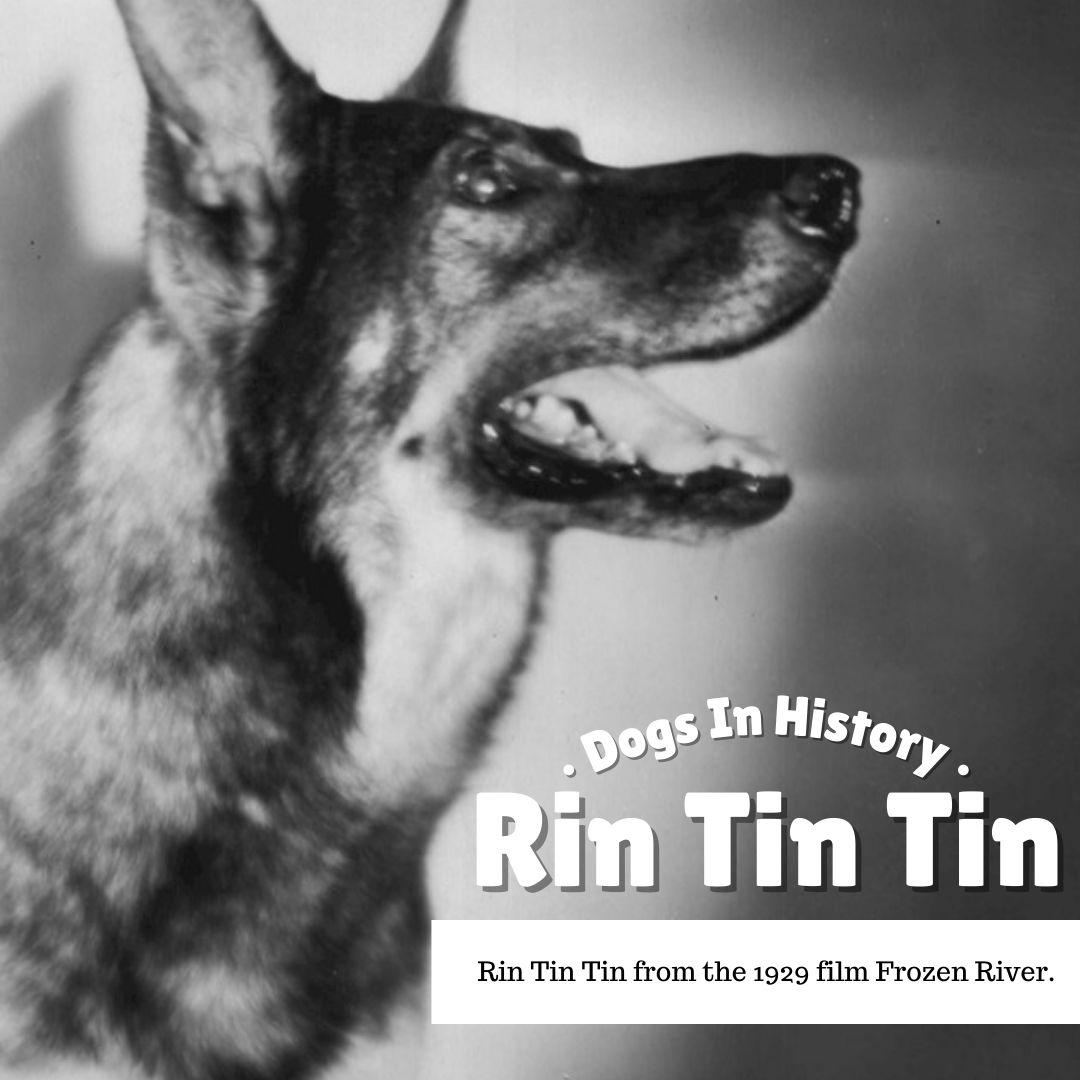 Dogs In History: Rin Tin Tin