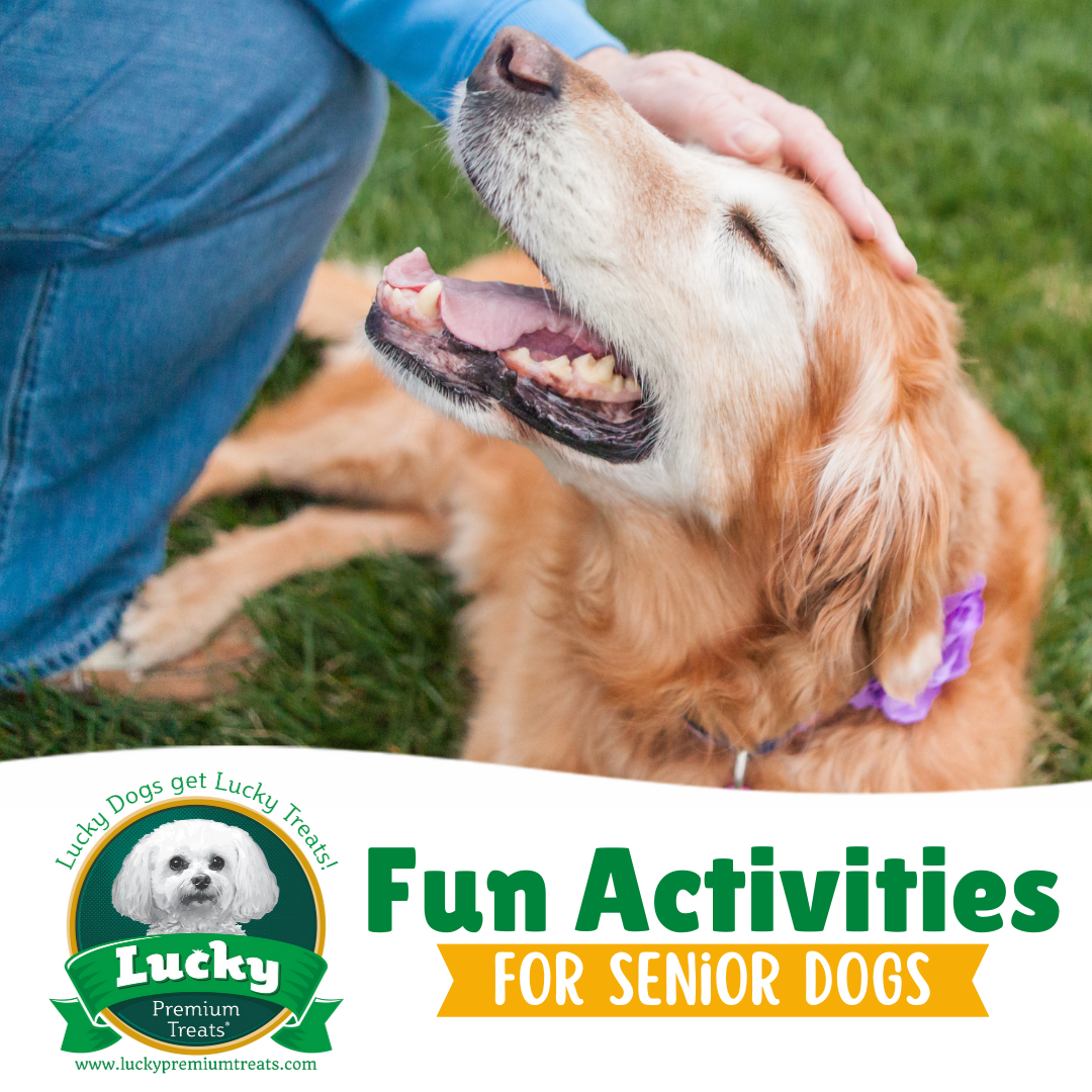Fun Activities For Senior Dogs