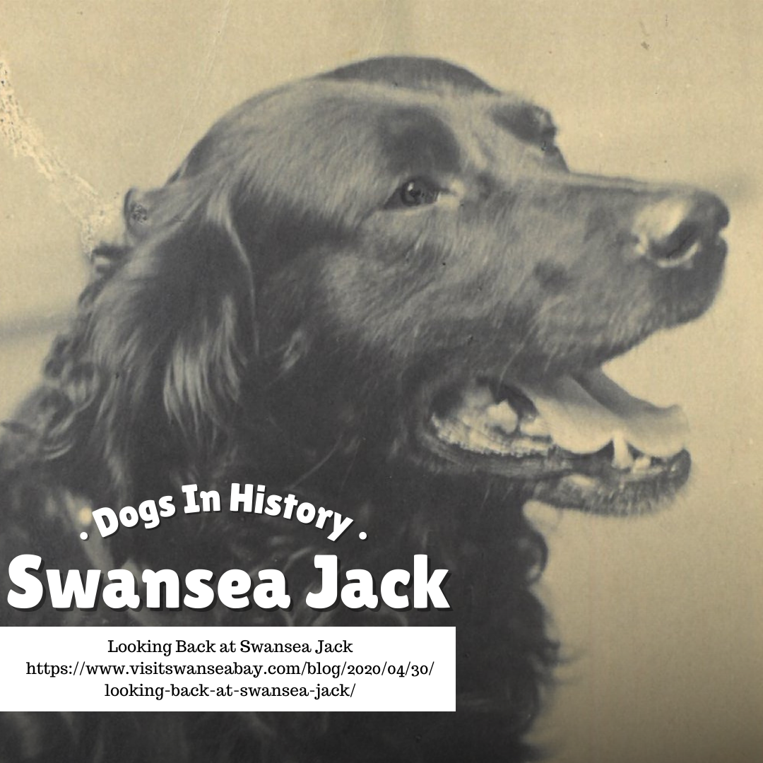 Dogs In History: Swansea Jack