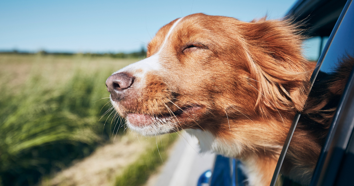 From Jerky to Chips: Matching Treat Textures to Your Dog's Preferences