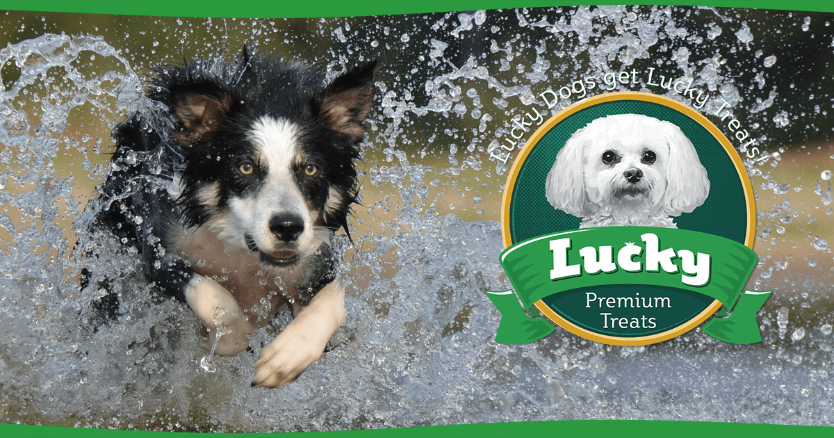 Summertime Activities For You & Your Dog - Lucky Premium Treats