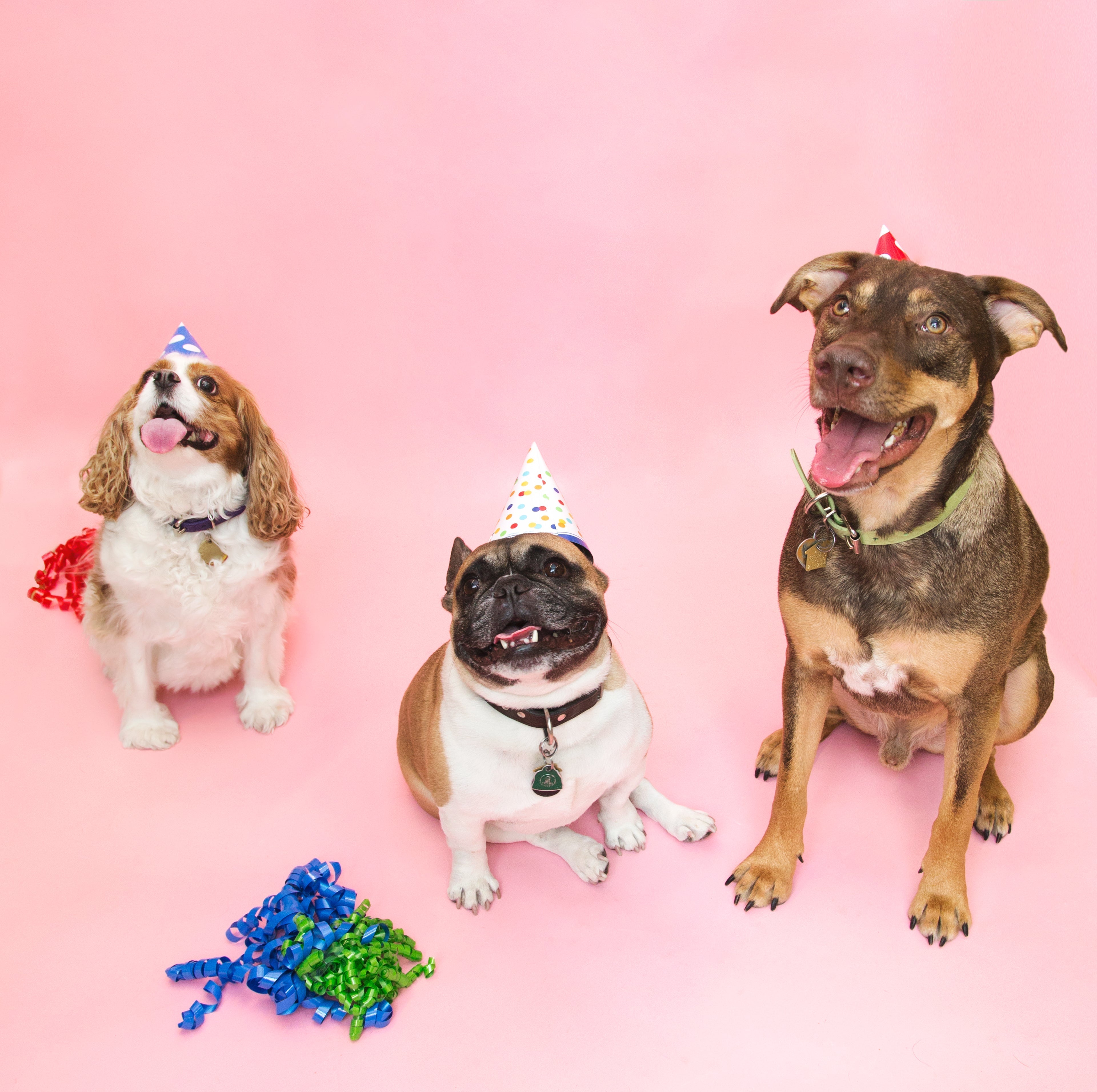 Special Occasion Dog Treats: Celebrating with Natural, Safe Rewards