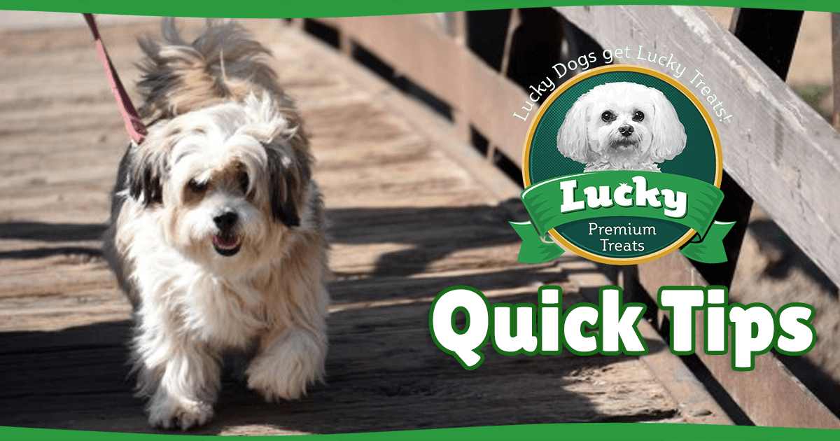 Lucky's Quick Tips #6 - Lucky Premium Treats