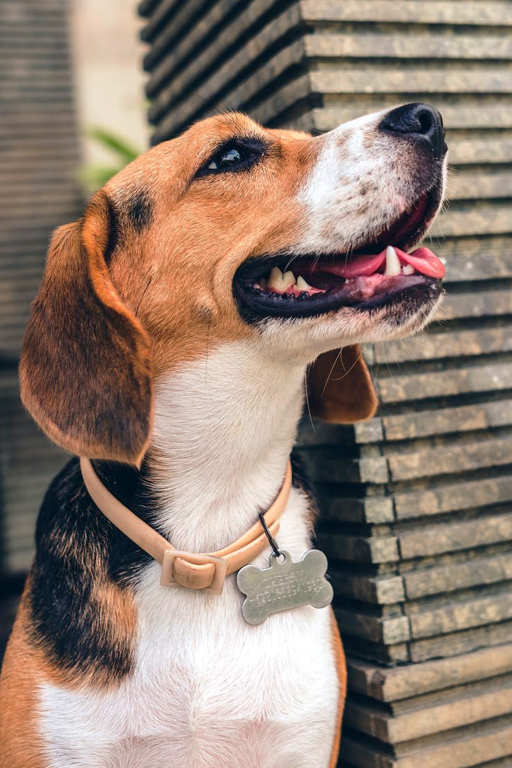 Dog Treat Allergies and Sensitivities: Identifying, Managing, and Finding Safe Alternatives