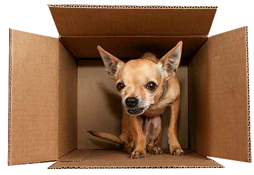 Dog Treat Trends 2025: The Rise of Simple, Natural Ingredients