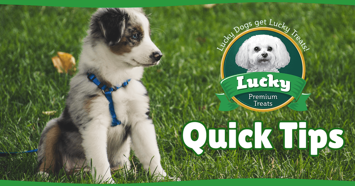 Lucky's Quick Tips #5 - Lucky Premium Treats