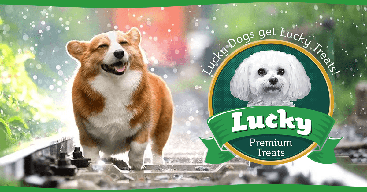 Rainy Day Activities To Do With Your Dog - Lucky Premium Treats