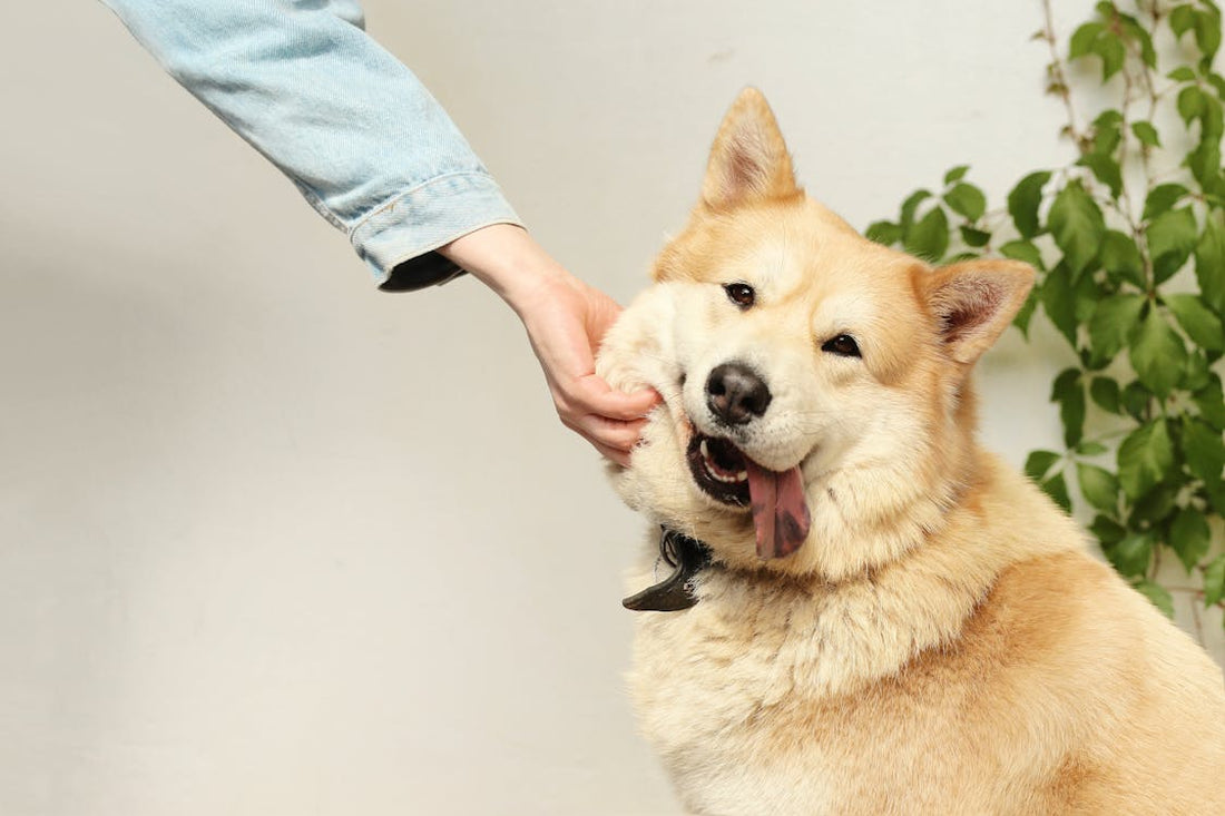 Small Batch vs. Mass Production: What Makes Artisan Dog Treats Special