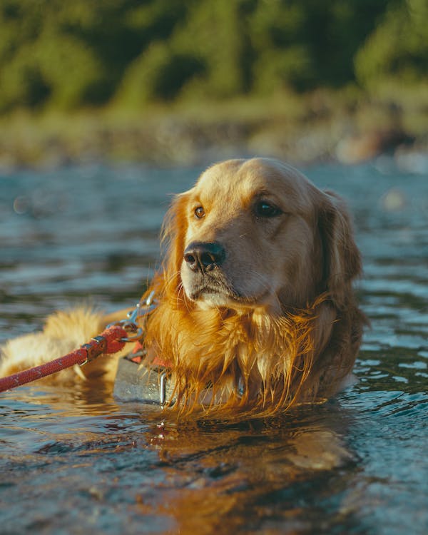 Active Dogs Need Premium Fuel: Treating Your Athletic Companion