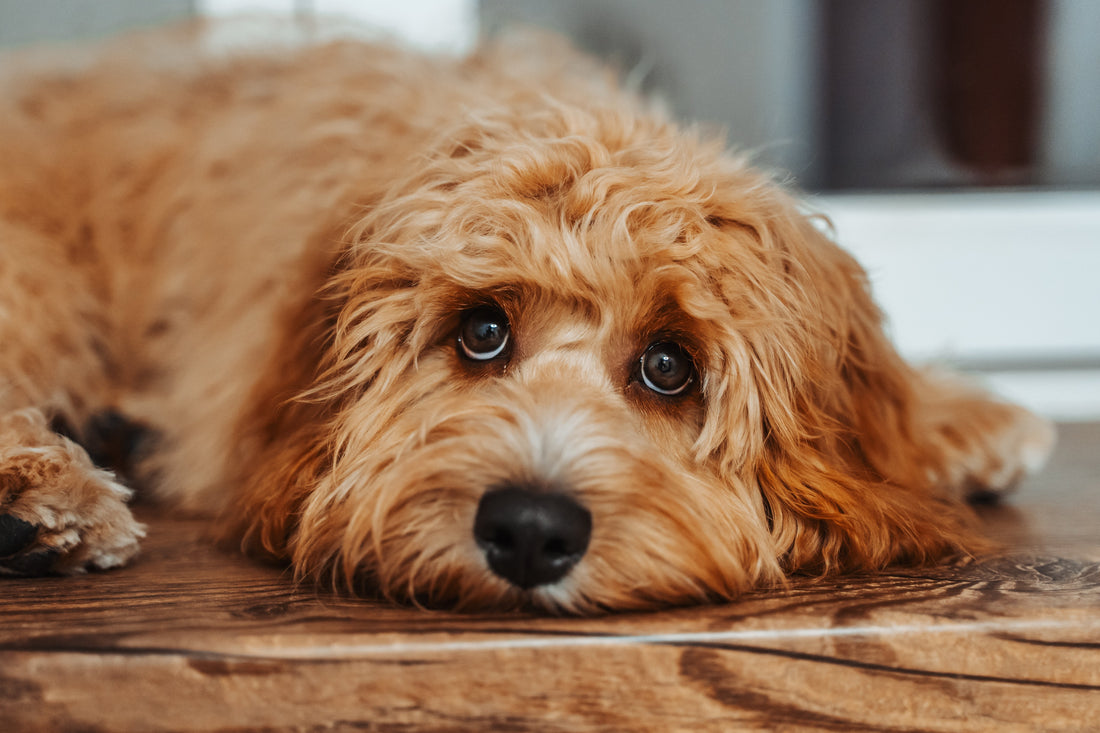 The Complete Guide to Dog Treat Portions: Keeping Rewards Healthy
