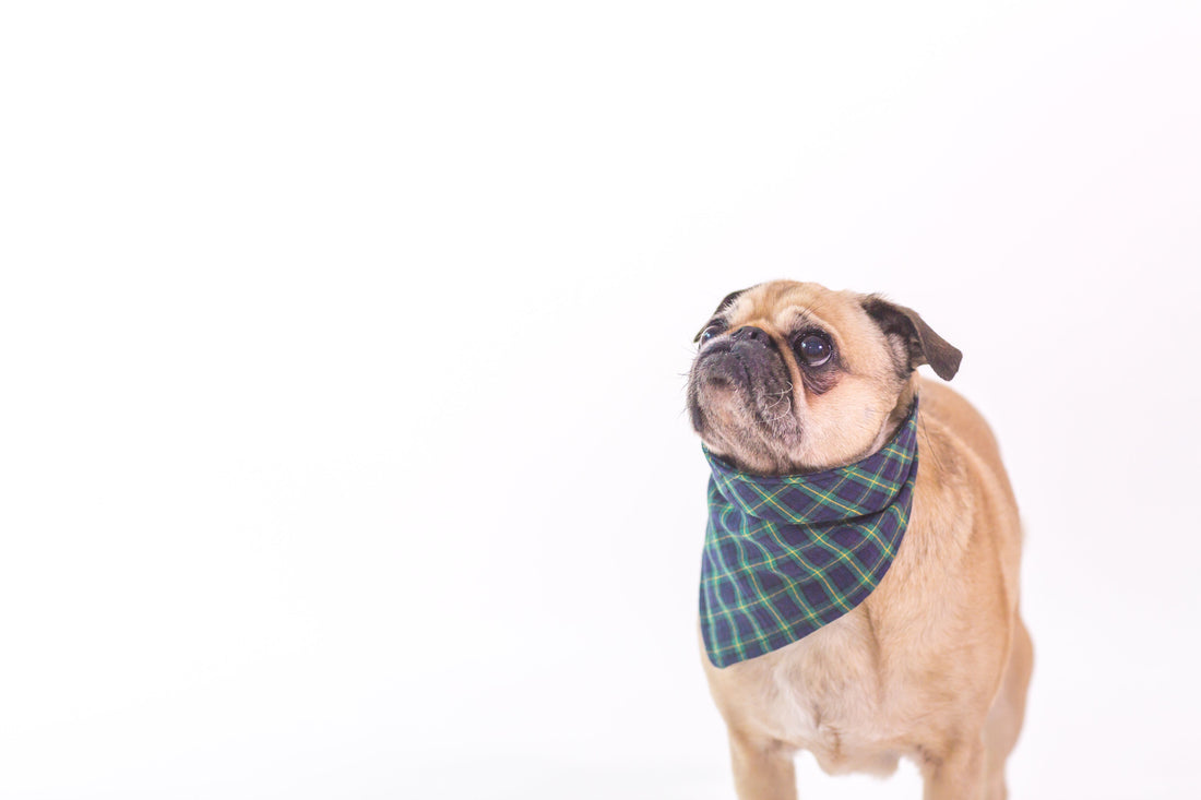 The Hidden Ingredients in Mass Market Dog Treats versus Premium Natural Options