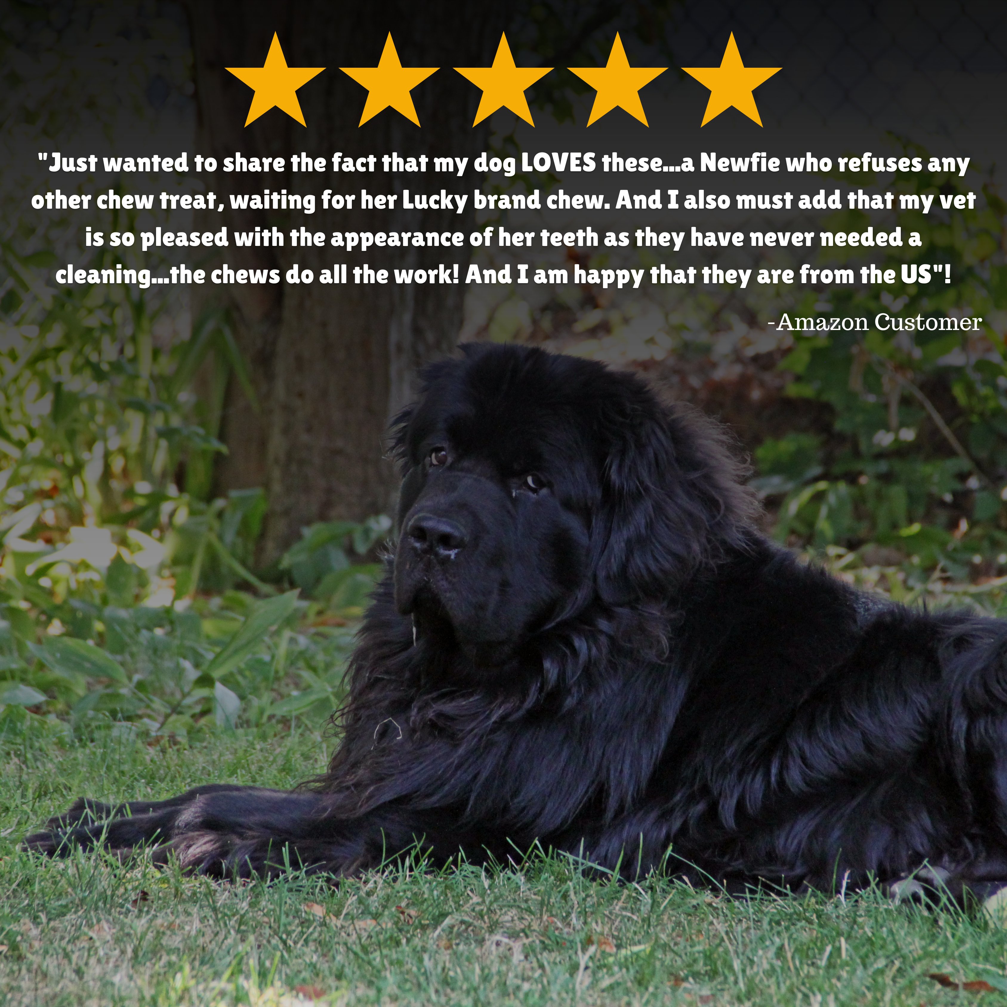 Reviews + Customer Testimony + Treats + Long lasting + Highly recommend  