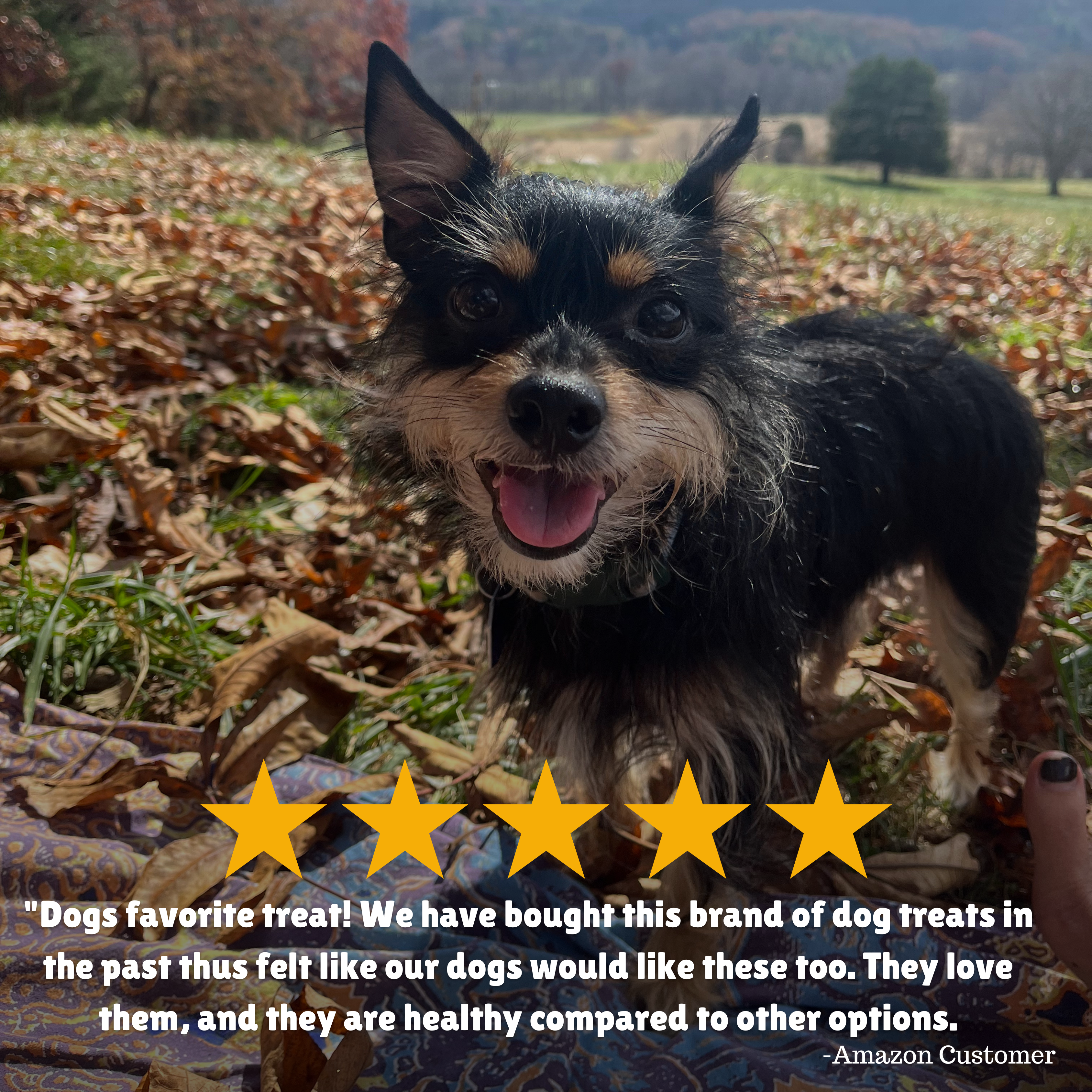 Reviews + Customer Testimony + Treats + Long lasting + Highly recommend  