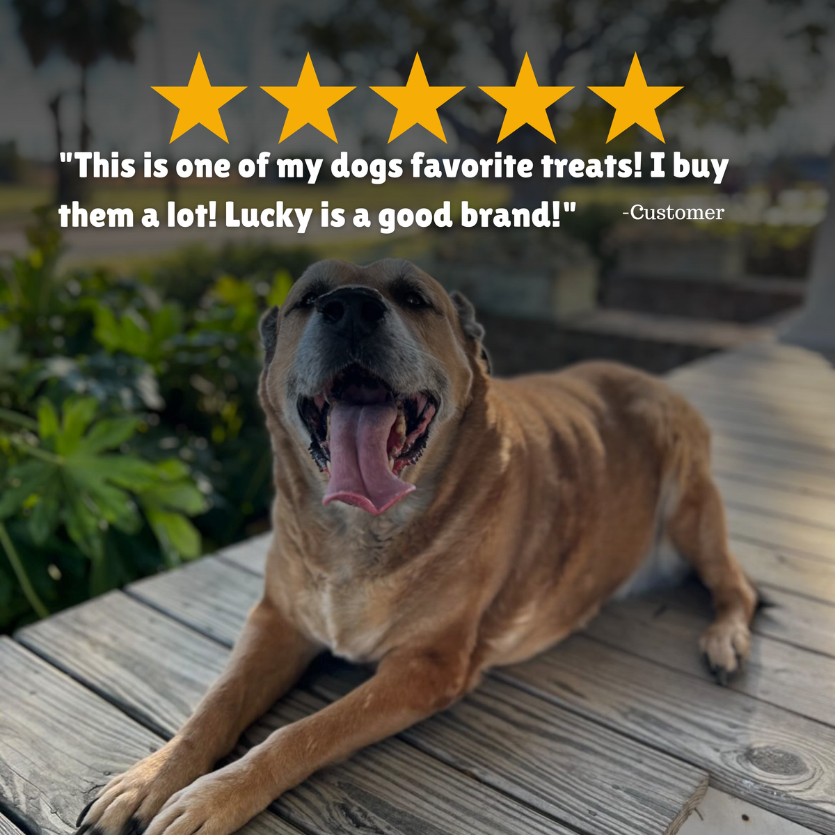  Reviews + Customer Testimony + Treats + Long lasting + Highly recommend  