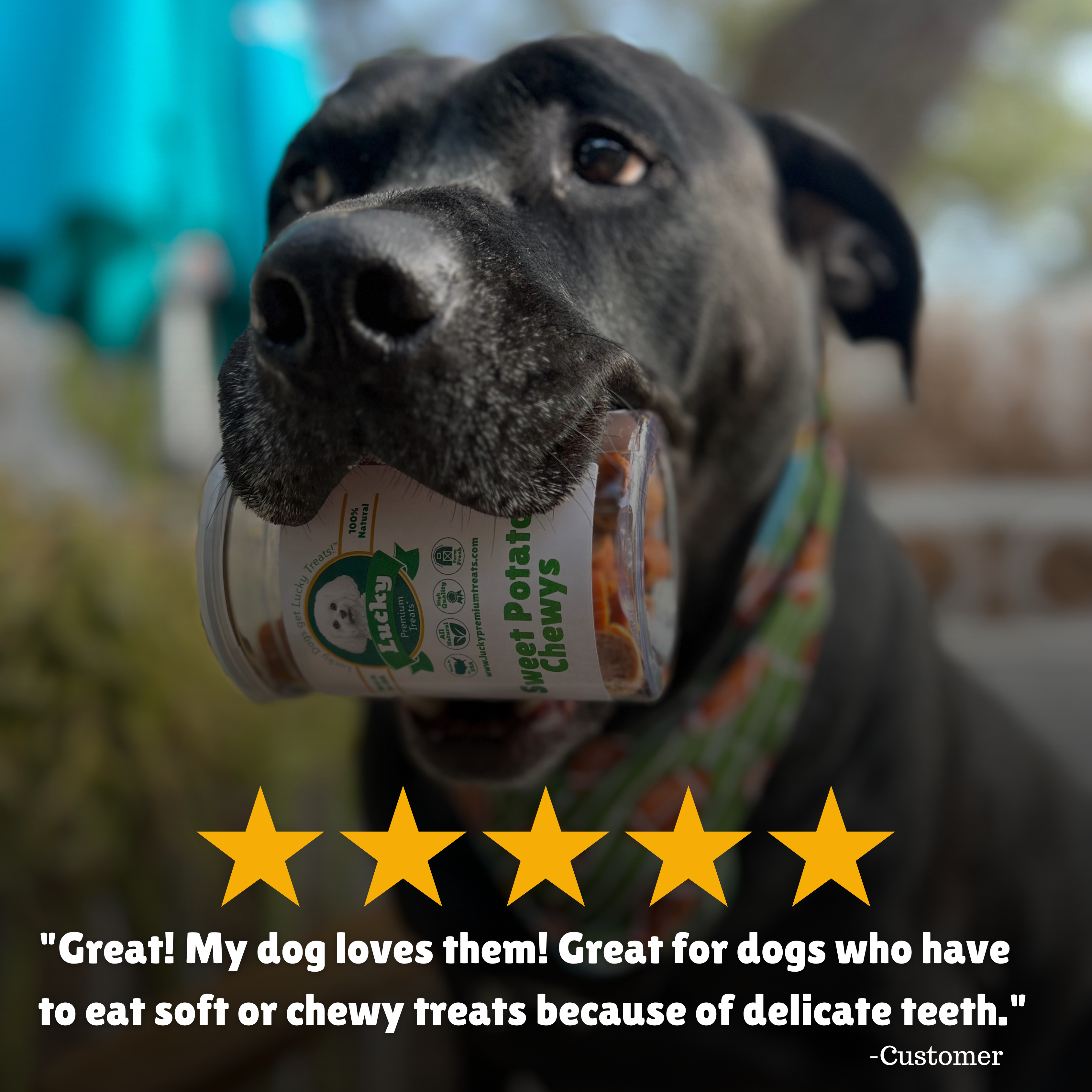  Reviews + Customer Testimony + Treats + Long lasting + Highly recommend  