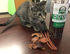 Lucky Premium Treats Tuna Jerky for Dogs and Cats, Cat Eating